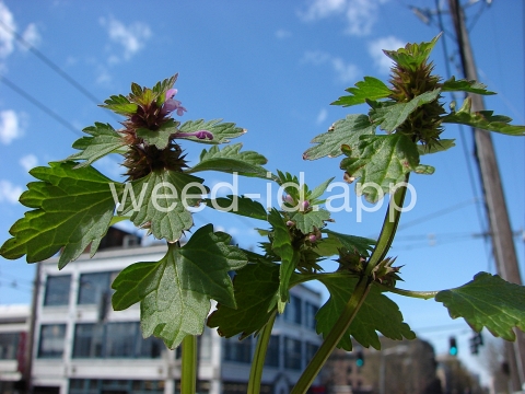 deadnettle, purple